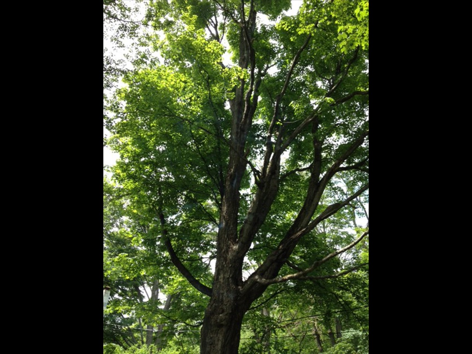 tree